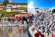 Mar de fartura: pescadores retiram mais de 5 toneladas de tainha em praia de SC