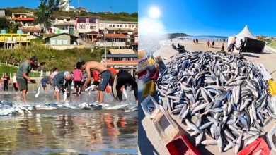 Mar de fartura: pescadores retiram mais de 5 toneladas de tainha em praia de SC