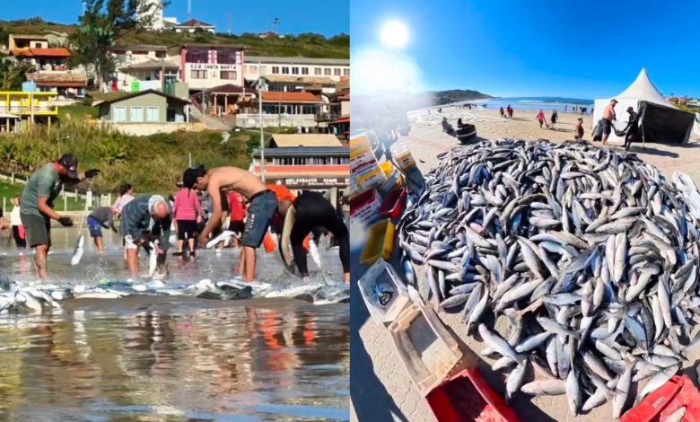 Mar de fartura: pescadores retiram mais de 5 toneladas de tainha em praia de SC