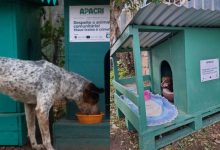Do presídio para as ruas: detentos produzem casinhas para aquecer cães de rua durante o frio em SC