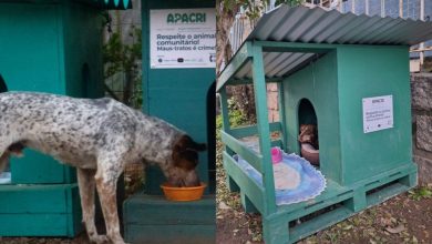 Do presídio para as ruas: detentos produzem casinhas para aquecer cães de rua durante o frio em SC