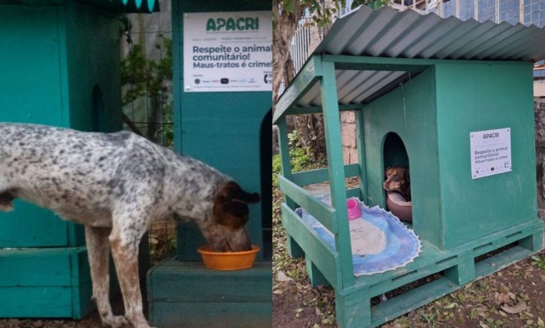 Do presídio para as ruas: detentos produzem casinhas para aquecer cães de rua durante o frio em SC