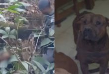 Deu ruim: suspeito de invadir chácara é atacado por pitbulls e cai em mata ao tentar fugir
