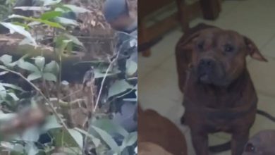 Deu ruim: suspeito de invadir chácara é atacado por pitbulls e cai em mata ao tentar fugir