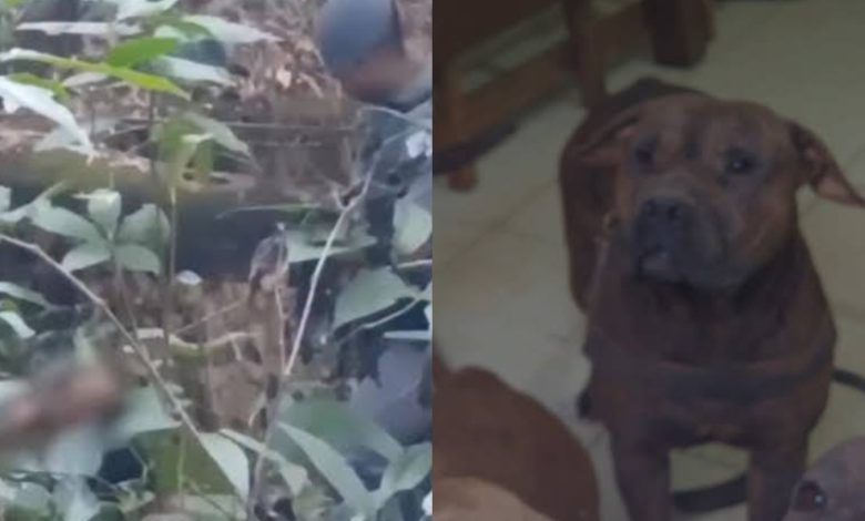 Deu ruim: suspeito de invadir chácara é atacado por pitbulls e cai em mata ao tentar fugir