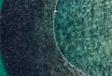 Milhares de tainhas criam grande “mancha escura” no mar durante pesca no litoral de SC