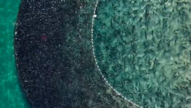 Milhares de tainhas criam grande “mancha escura” no mar durante pesca no litoral de SC