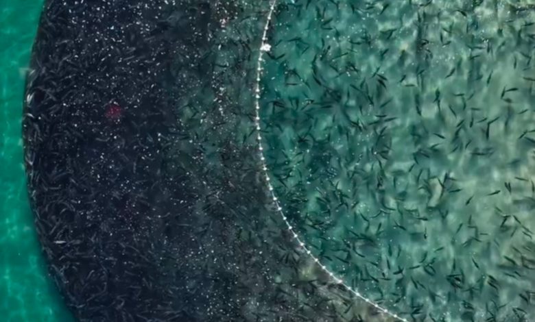Milhares de tainhas criam grande “mancha escura” no mar durante pesca no litoral de SC