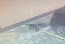 Câmera flagra homem amarrando cachorro a carro; animal é arrastado sem que motorista perceba em SC
