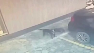 Câmera flagra homem amarrando cachorro a carro; animal é arrastado sem que motorista perceba em SC