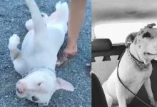 Impasse envolvendo pit bull resgatado gera tensão e troca de acusações em Timbó