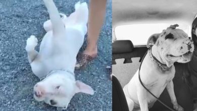 Pit bull resgatado e mantido em associação gera tensão e troca de acusações em Timbó