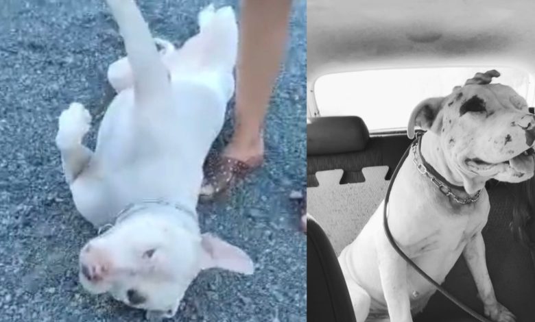 Pit bull resgatado e mantido em associação gera tensão e troca de acusações em Timbó