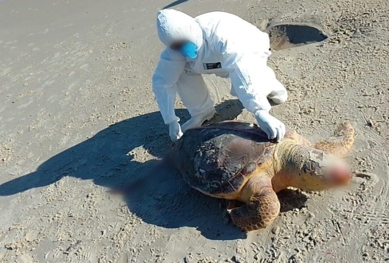 Tartaruga-cabeçuda de 74 cm é encontrada morta em praia de SC durante monitoramento ambiental