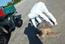 Tartaruga-cabeçuda de 74 cm é encontrada morta em praia de SC durante monitoramento ambiental