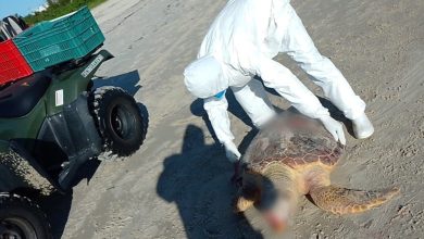 Tartaruga-cabeçuda de 74 cm é encontrada morta em praia de SC durante monitoramento ambiental