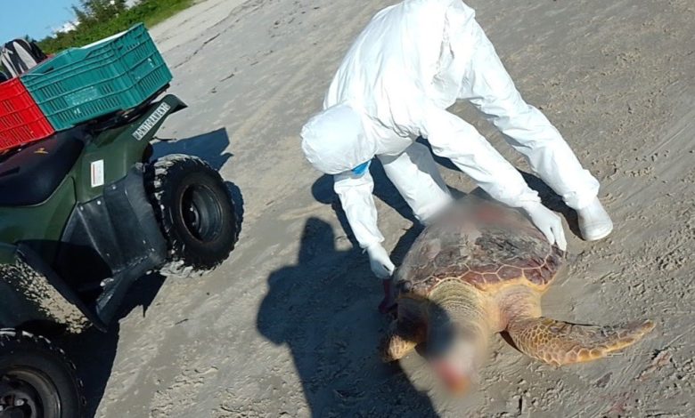 Tartaruga-cabeçuda de 74 cm é encontrada morta em praia de SC durante monitoramento ambiental