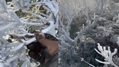 SC amanhece congelada com geada e temperaturas chegando a -3°C em várias regiões do estado