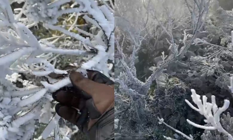 SC amanhece congelada com geada e temperaturas chegando a -3°C em várias regiões do estado