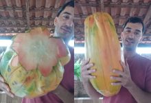 Gigante e fora do comum, “mamão arroba” surpreende pelo tamanho impressionante e aparência diferente