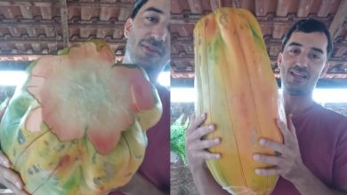 Gigante e fora do comum, “mamão arroba” surpreende pelo tamanho impressionante e aparência diferente