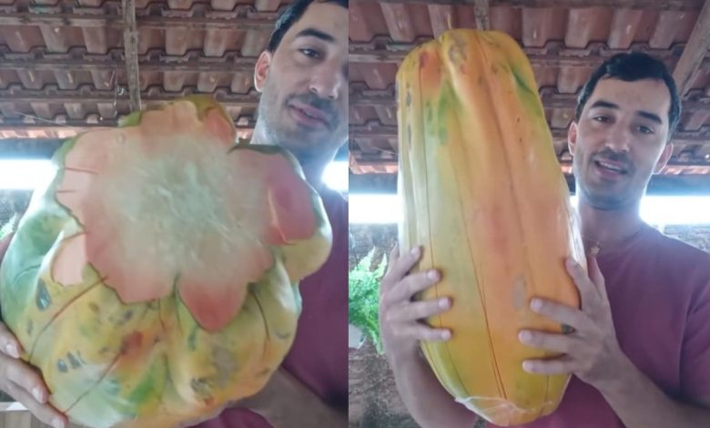Gigante e fora do comum, “mamão arroba” surpreende pelo tamanho impressionante e aparência diferente