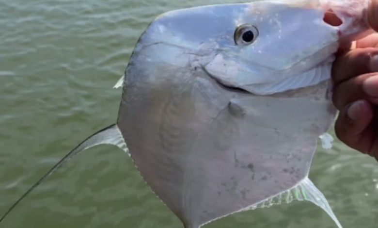 Pescador fisga raro peixe-galo durante pescaria e impressiona comunidade pesqueira da região