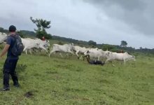 Trilha tranquila vira corrida inesperada após grupo ser surpreendido por boiada em João Pessoa