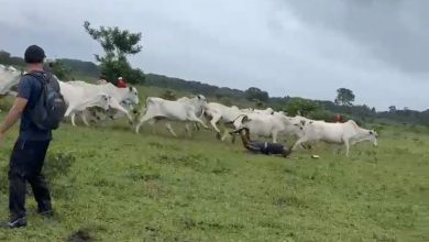 Trilha tranquila vira corrida inesperada após grupo ser surpreendido por boiada em João Pessoa