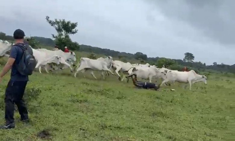 Trilha tranquila vira corrida inesperada após grupo ser surpreendido por boiada em João Pessoa