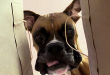 Dona prepara teste de curiosidade, mas cachorro desvenda o mistério em segundos