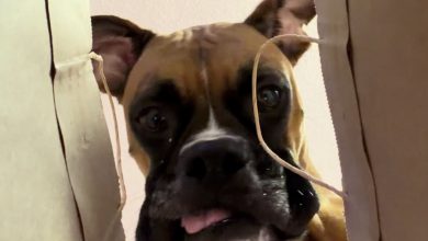 Dona prepara teste de curiosidade, mas cachorro desvenda o mistério em segundos