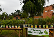 Quer plantar e colher no futuro? Timbó abre últimos dias para encomenda de mudas frutíferas