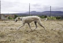 Nova lei em Timbó reforça responsabilidade de tutores e cria regras para prevenir abandono de animais