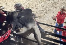 Peão é prensado por boi, volta à arena e conquista a maior nota da noite na 1ª Expo Benedito Novo