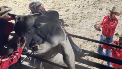 Peão é prensado por boi, volta à arena e conquista a maior nota da noite na 1ª Expo Benedito Novo