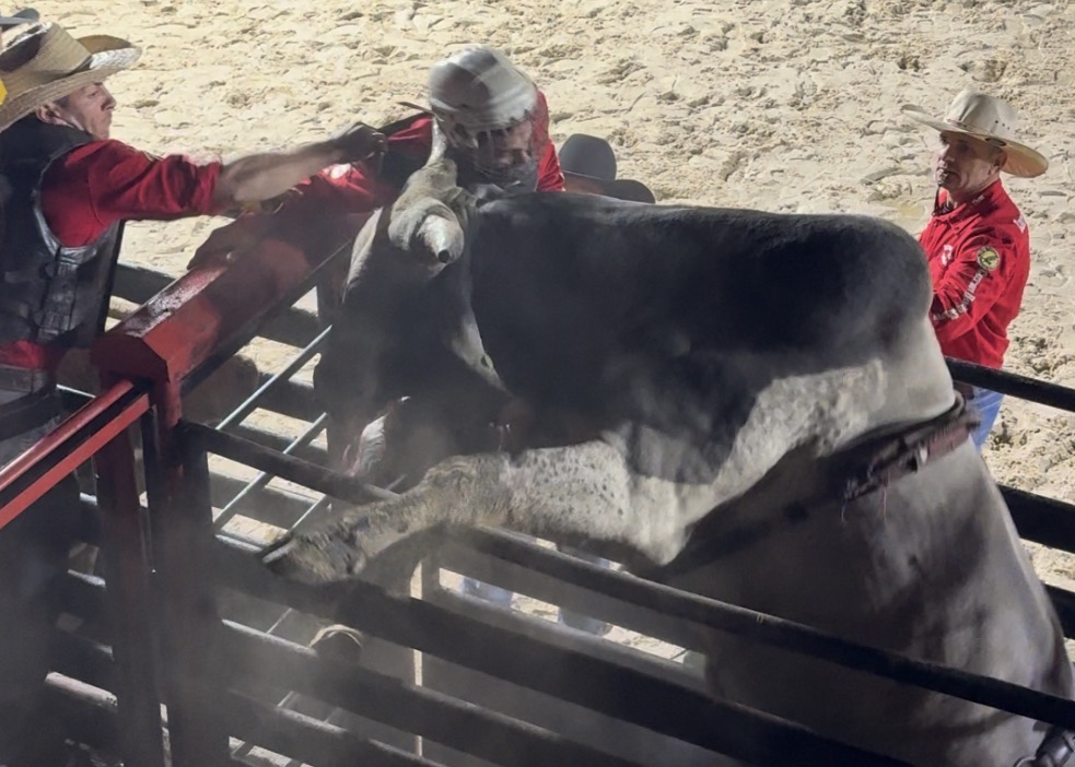 Peão é prensado por boi, volta à arena e conquista a maior nota da noite na 1ª Expo Benedito Novo