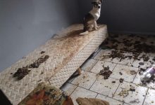 Cena de horror em Indaial: PM encontra cadeirante sozinha e oito animais mortos dentro de residência
