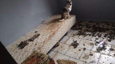 Cena de horror em Indaial: PM encontra cadeirante sozinha e oito animais mortos dentro de residência