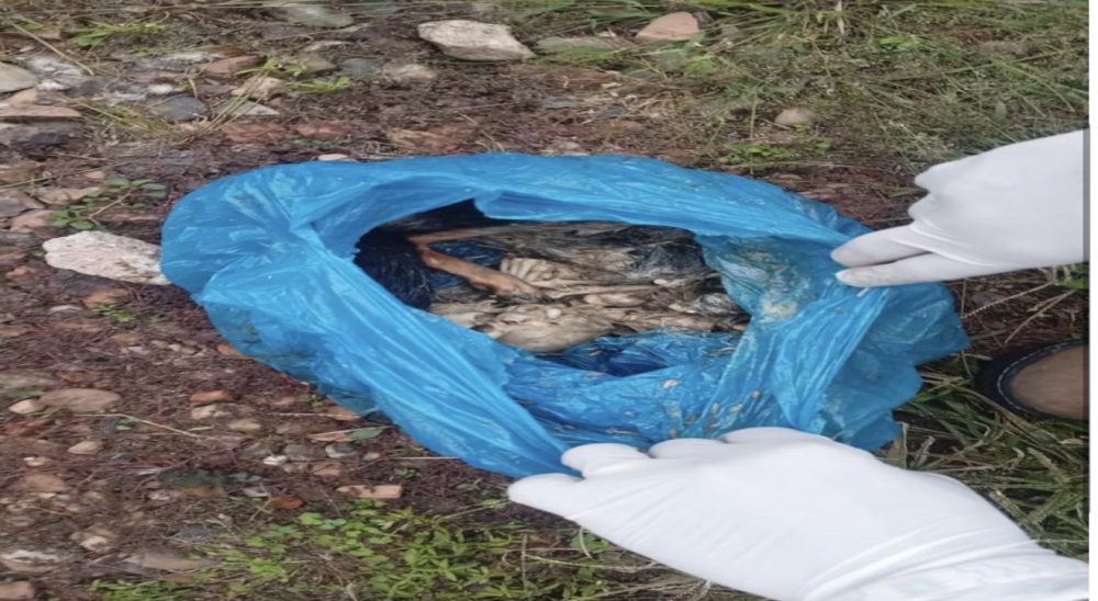 Cena de horror em Indaial: PM encontra cadeirante sozinha e oito animais mortos dentro de residência