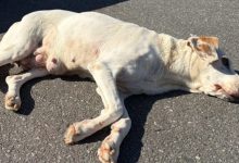 Cadela debilitada é resgatada e aumenta alerta sobre abandono de animais idosos em Timbó
