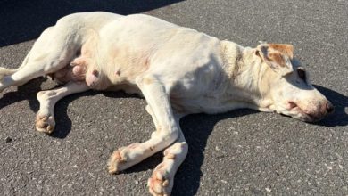 Cadela debilitada é resgatada e aumenta alerta sobre abandono de animais idosos em Timbó