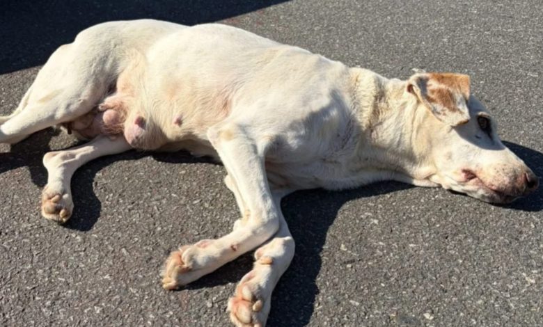 Cadela debilitada é resgatada e aumenta alerta sobre abandono de animais idosos em Timbó