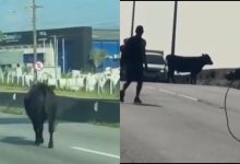 Cena inusitada: vaca solta cruza a BR-101 e obriga motoristas a parar em SC
