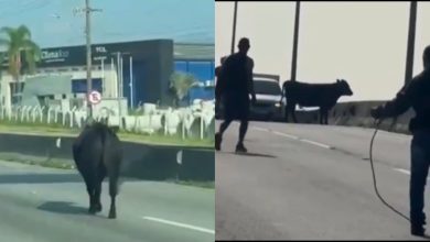 Cena inusitada: vaca solta cruza a BR-101 e obriga motoristas a parar em SC