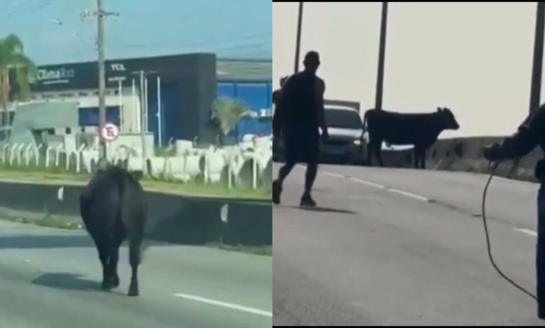 Cena inusitada: vaca solta cruza a BR-101 e obriga motoristas a parar em SC