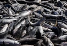 Em meio à melhor safra em décadas, fim do arrasto de praia da tainha preocupa milhares de famílias em SC