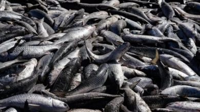 Em meio à melhor safra em décadas, fim do arrasto de praia da tainha preocupa milhares de famílias em SC