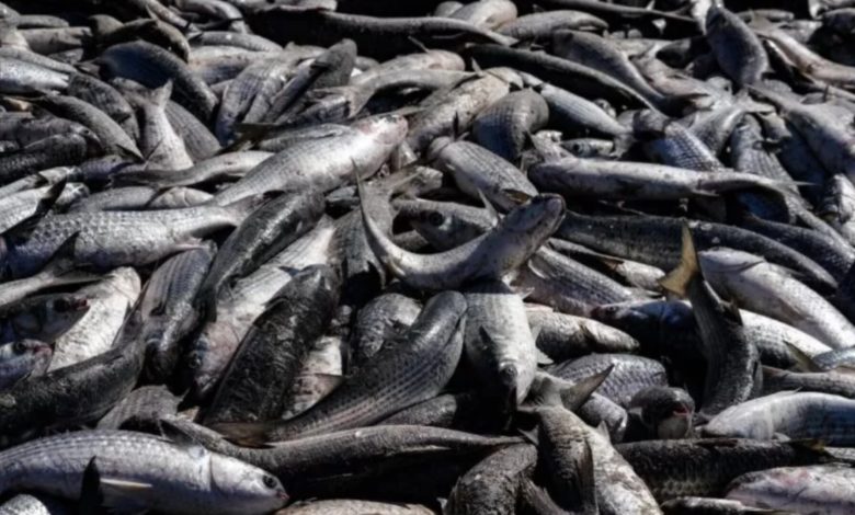 Em meio à melhor safra em décadas, fim do arrasto de praia da tainha preocupa milhares de famílias em SC