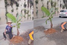 “Isso é uma vergonha”: morador planta pé de banana em cratera de rodovia e protesta para cobrar soluções em Indaial